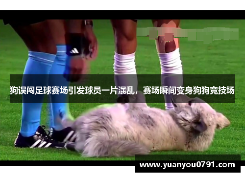 狗误闯足球赛场引发球员一片混乱，赛场瞬间变身狗狗竞技场